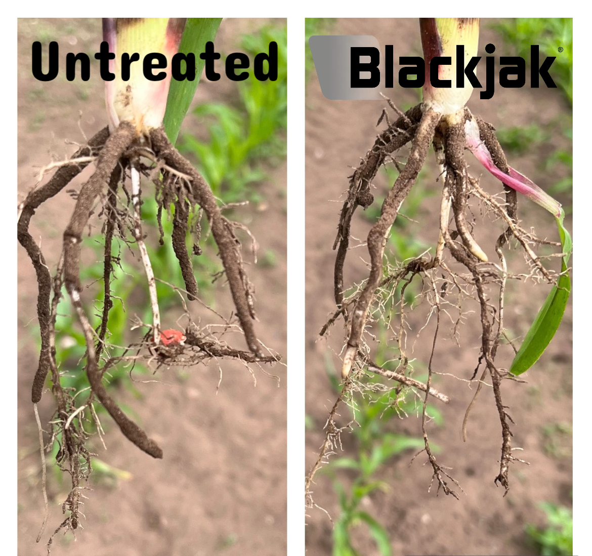 Blackjak improves rooting in maize - Sipcam UK